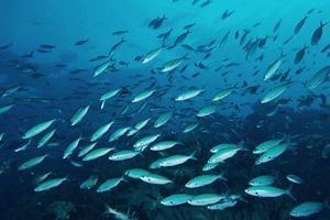 School of fish in the Raja Ampat Islands of Indonesia.