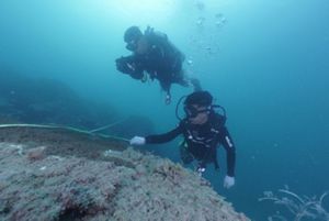 Pemantauan terumbu karang Kepri