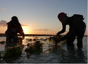 Kebun bibit rumput laut di Desa Oelolot, Kab. Rote Ndao, Nusa Tenggara Timur.