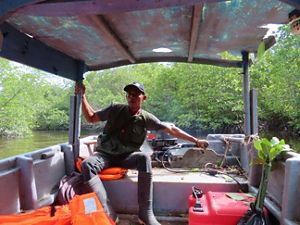 Kelompok mangrove