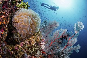 Looking at a reef with bubble coral, fan coral, and a silhouette of a diver surrounded by small fish.