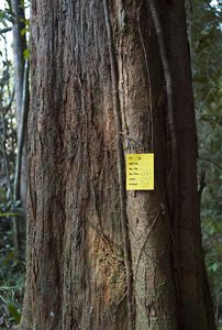 Tagged Tree