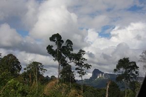 Pohon Jelutung