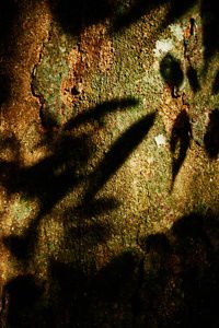 Leaf shadow