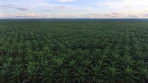 Perkebunan kelapa sawit mendominasi sektor pertanian di Berau sebanyak 92% dengan total sekitar 139 ribu ha per 2020.