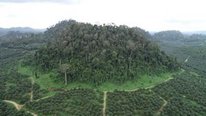 Bibit Kelapa Sawit