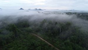 Sawit Berkelanjutan