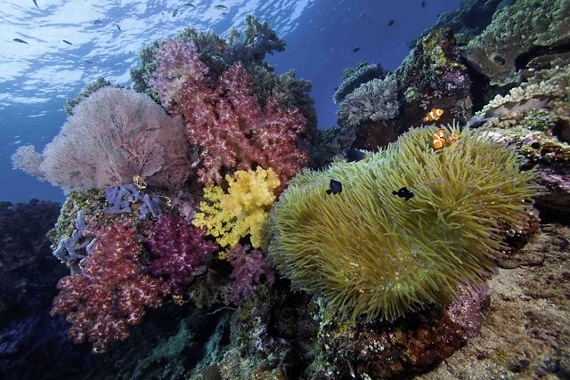 Healthy corals grow close to the surface of the water north of Puerto Morelos, Mexico.