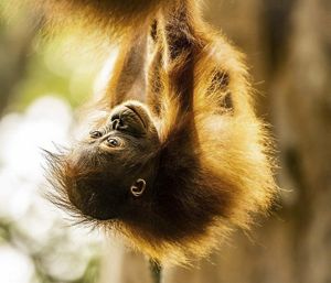 Orang utan habitat alami yang terancam punah