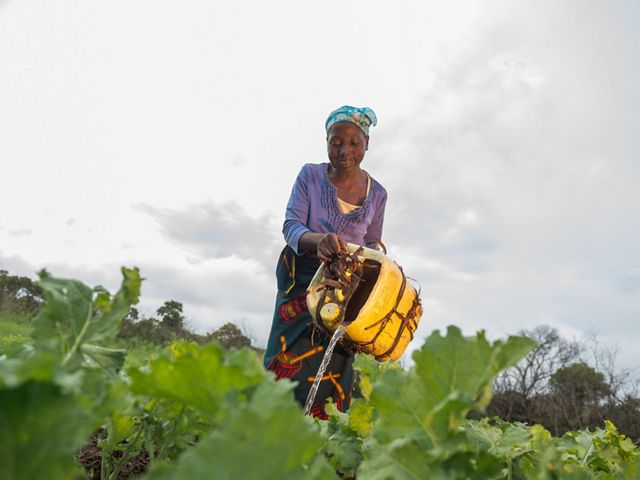 A woman waters her farm from a yellow jerry can 
