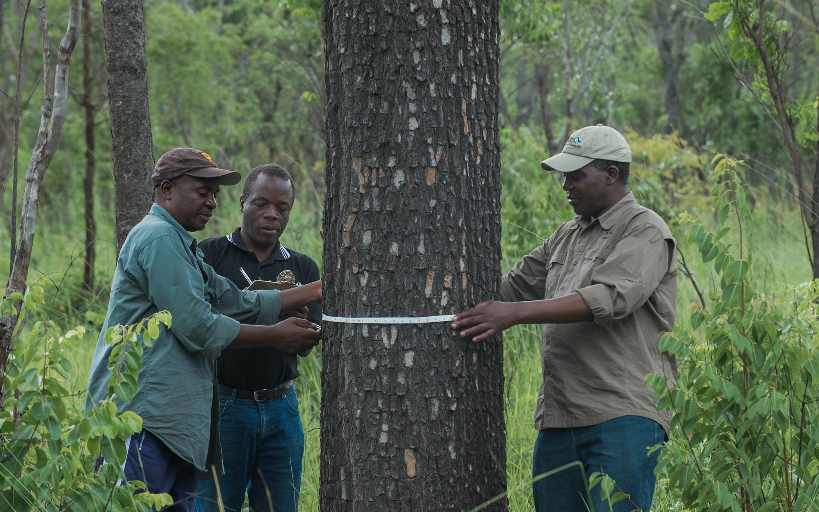 Three men measure a tree trunk by wrapping a measuring tape around it.