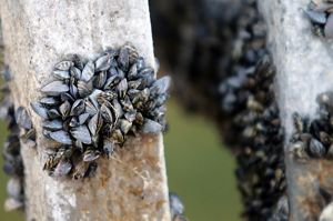  Dark clusters of mussels attached to vertical wood poles. 