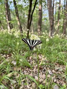 A black and white butterfly visits a yellow flower in a forest.