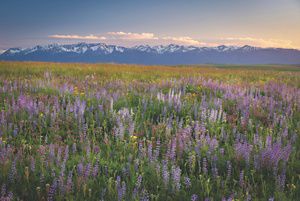 A field of wildflowers leads up to a mountain range.